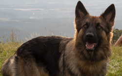 Schäferhund | Böhmen - Tschechien