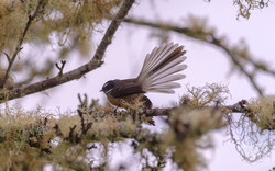 Fantail - Neuseelandfächerschwanz (Rhipidura fuliginosa) | Neuseeland