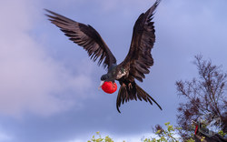Fregatten-Vogel, aufgebläht | Galapagos Inseln - Equador