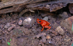 Erdbeerfröschchen (Oophaga pumilio) und Ameise | Costa Rica