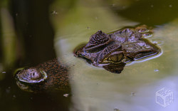 Krokodil | Costa Rica
